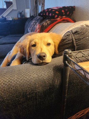 Photo of Ginger