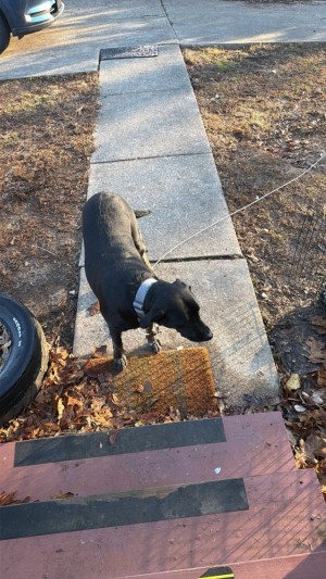 Photo of Rocky