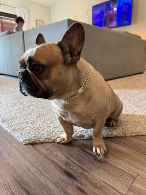 Photo of Dexter