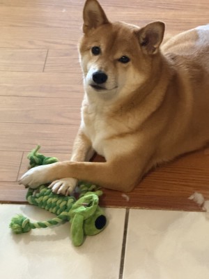 Photo of Apollo