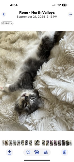 Photo of Shadow