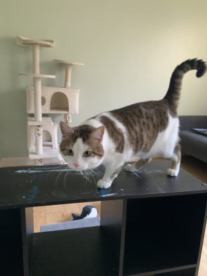 Photo of Tank