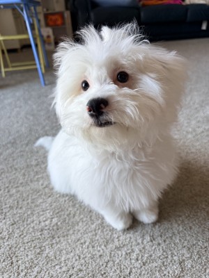 Photo of Lulu