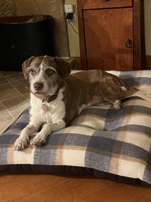 Photo of Riley