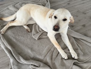 Photo of Willow