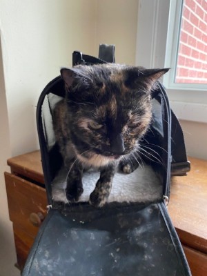 Photo of Rebel