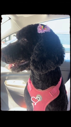 Photo of Coco Chanel