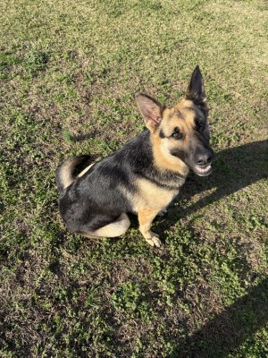 Photo of Willow