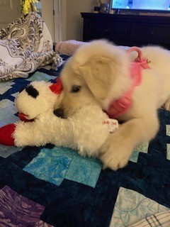 Photo of Bailey