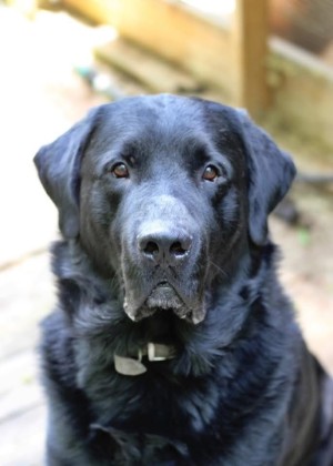 Photo of Bailey
