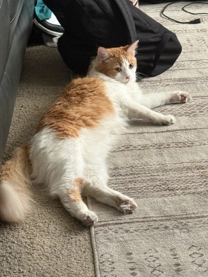 Photo of Kitty