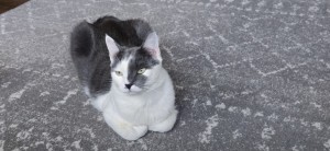 Photo of Elijah