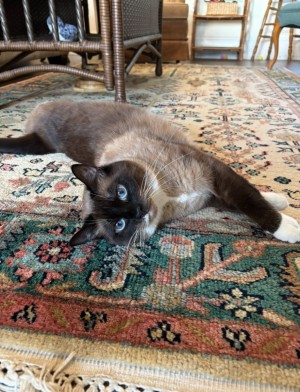 Photo of Auri