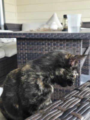 Photo of Kitty