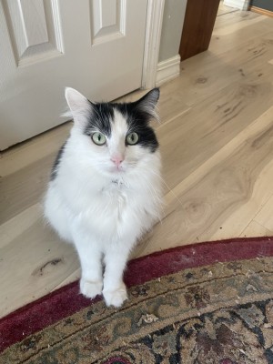 Photo of Cheddar