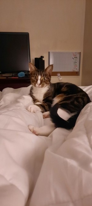 Photo of Strawberry