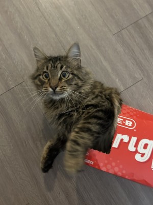 Photo of ARES