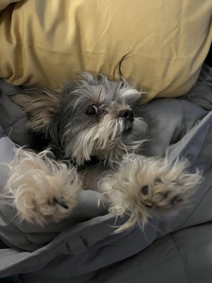 Photo of Clio