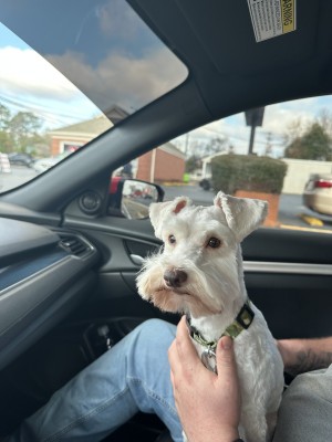 Photo of Toby