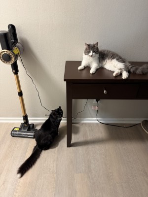 Photo of Jinx And Rose