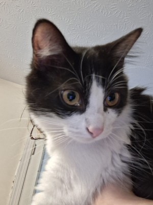 Photo of Itty Bitty