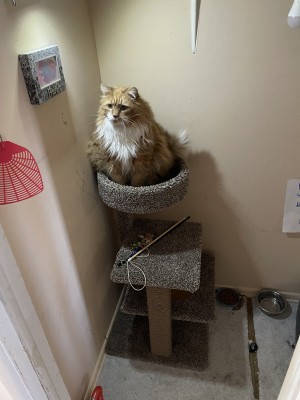 Photo of Cosmo & Monkey