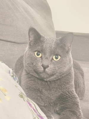 Photo of Louis