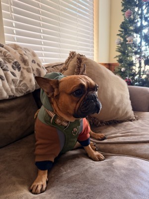 Photo of Roscoe
