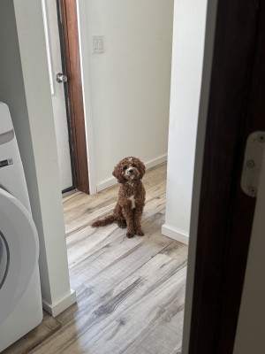Photo of Scout
