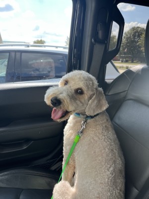 Photo of Ranger