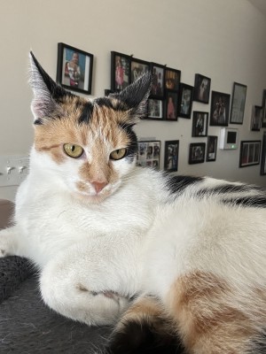 Photo of Snowbelle