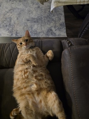 Photo of Donald Kitty Trump