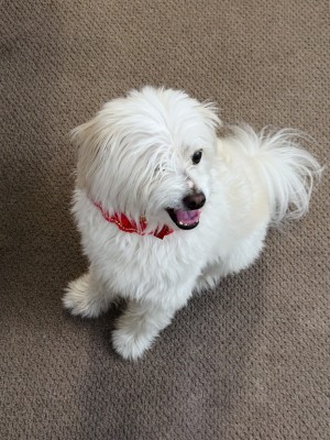 Photo of Pico