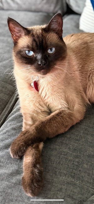 Photo of Momo