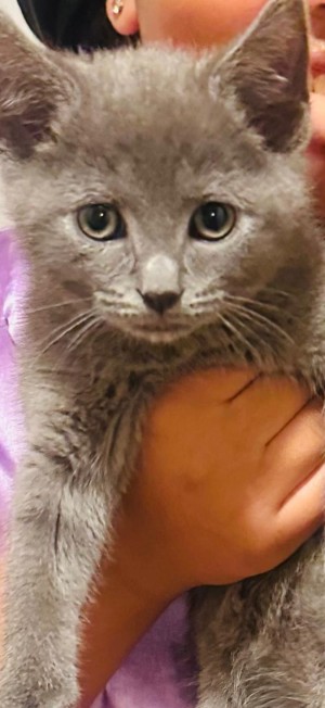 Photo of Shadow