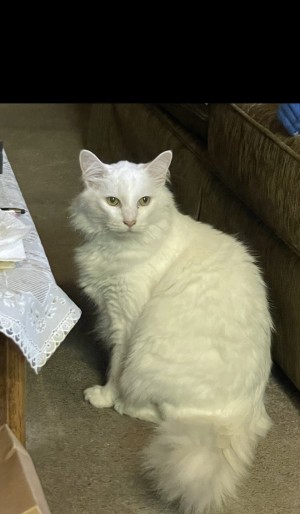 Photo of Snoozer