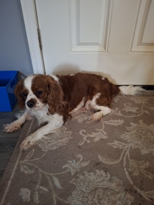 Photo of REMMY