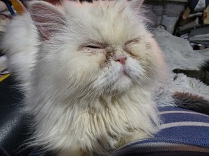 Photo of SNOWY