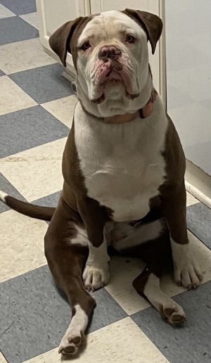 Photo of Mocha Puppaccino