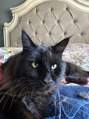 Photo of Loki