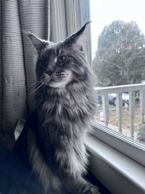 Photo of Harley