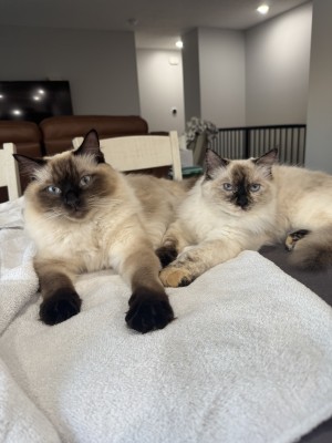 Photo of Pair Of Ragdolls