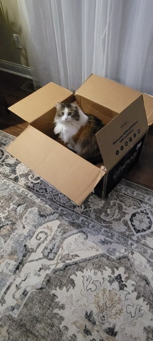 Photo of Stella