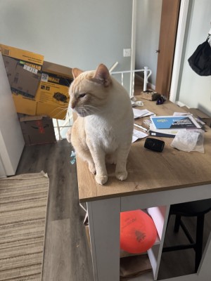Photo of Chester