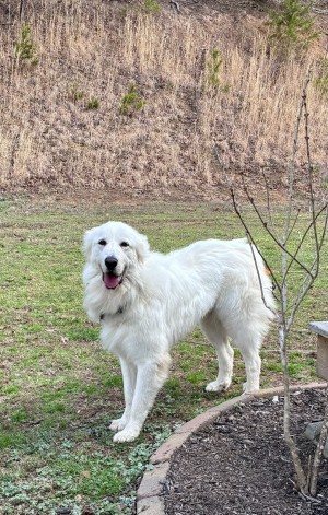 Photo of Samson