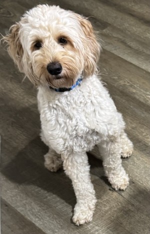 Photo of Brody