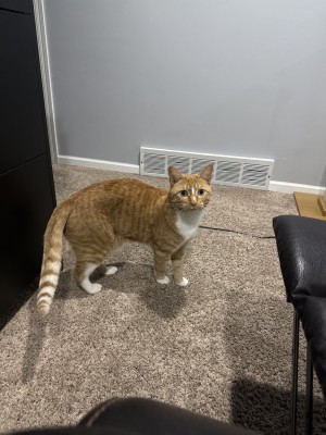 Photo of Blaze