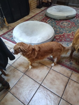 Photo of Sparky