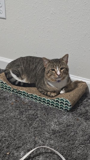 Photo of Henry
