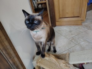 Photo of Loki
